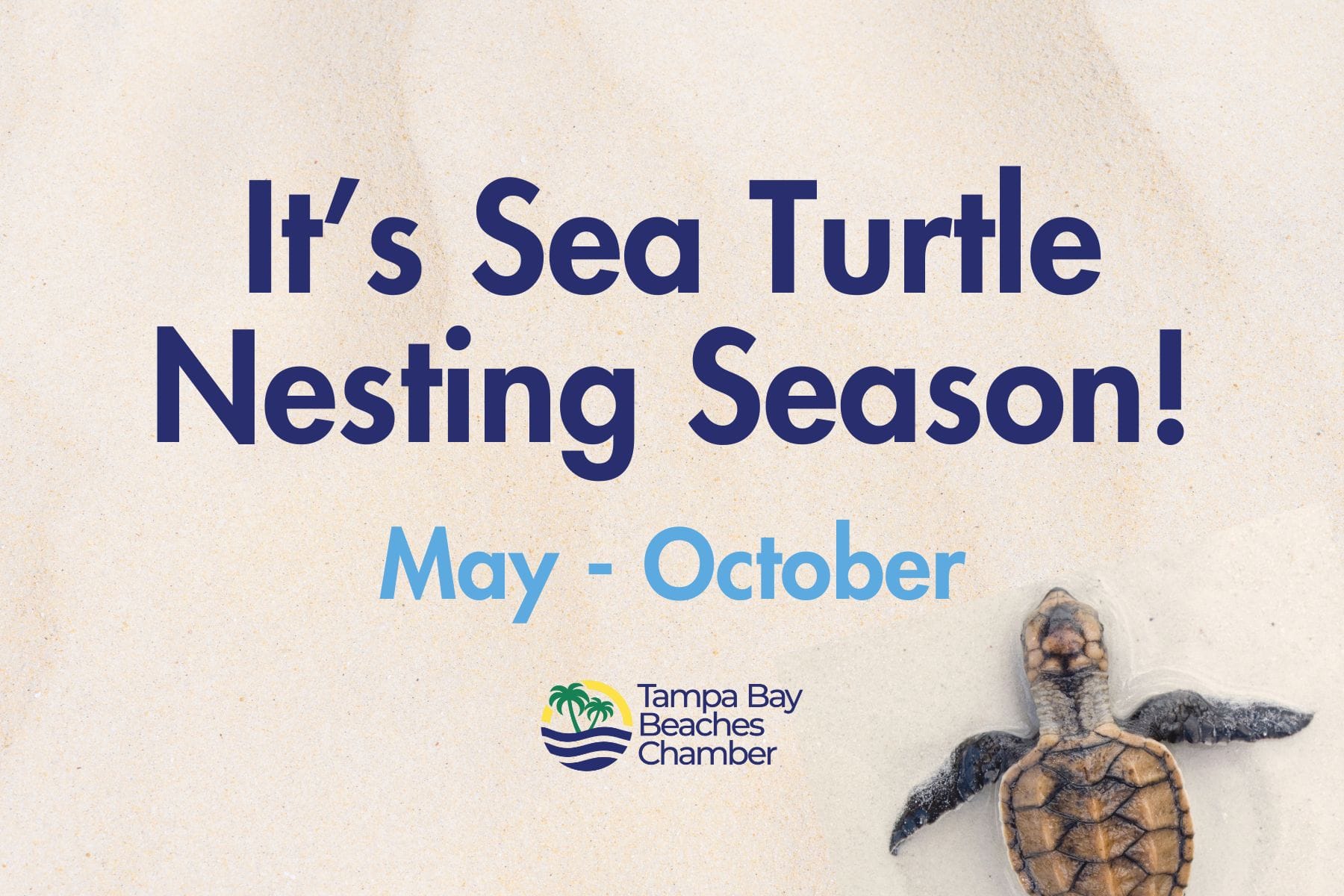 Turtle Nesting Postcard (1)