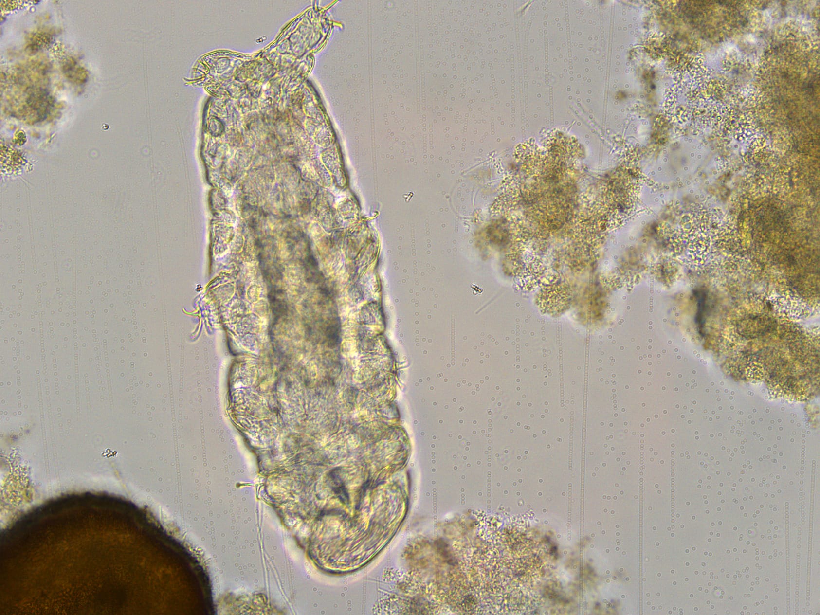 Tardigrade_lowerres Tardigrade_lowerres