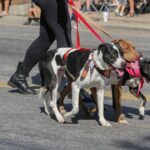 RF-RIP FEST-2025-152