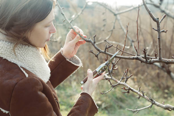 Tree pruning during sunny winter day