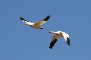 snow geese