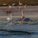 trumpeter swans