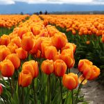 orange-red tulips