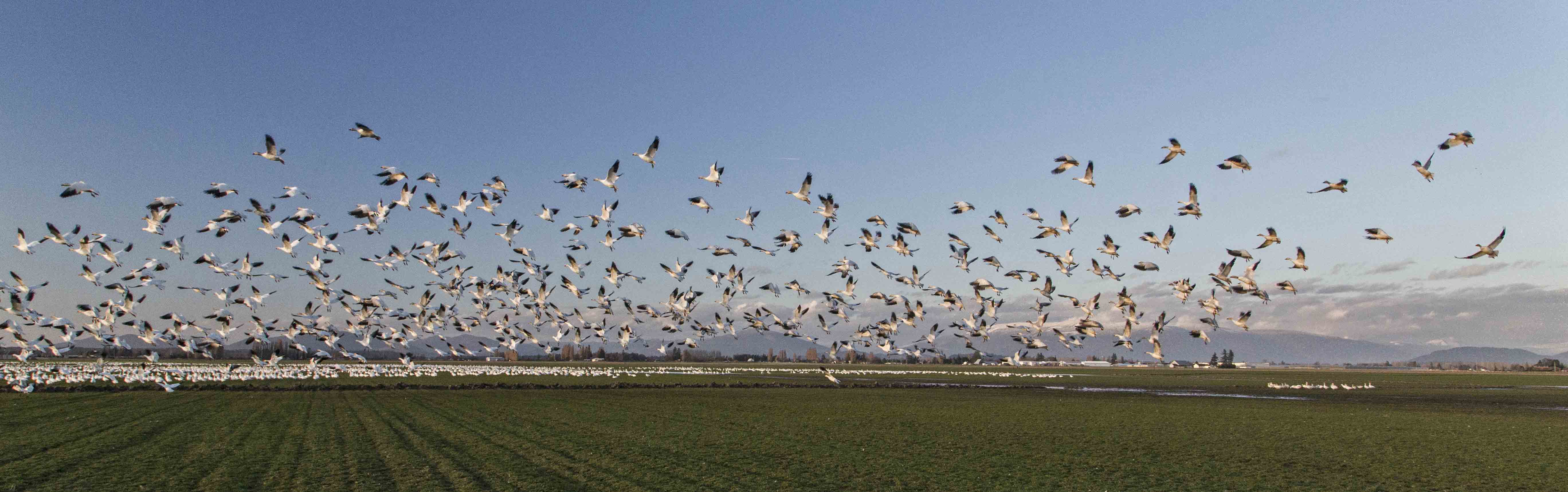 snow geese take flight over a field