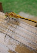 Dragonfly