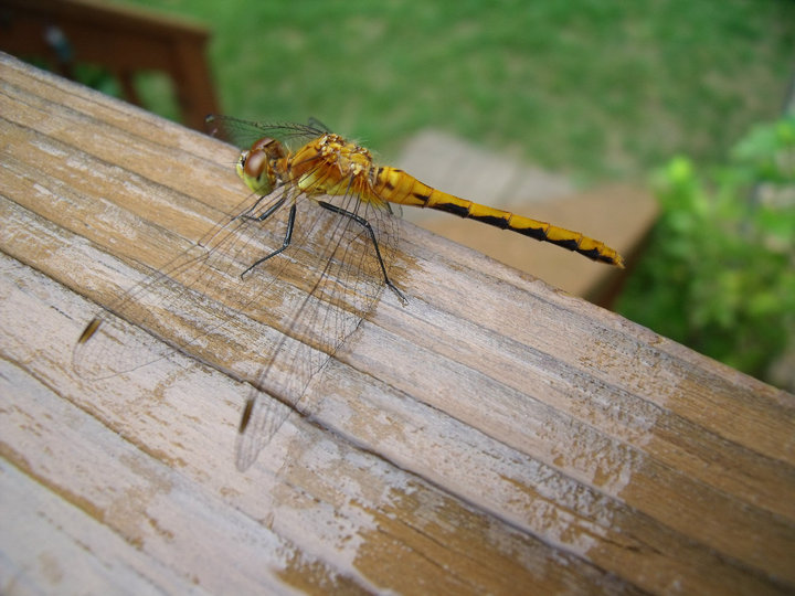 Dragonfly