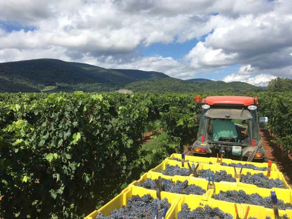 Harvest at King Family Vineyards