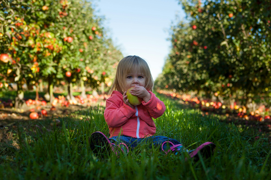 apple orchard apple orchard