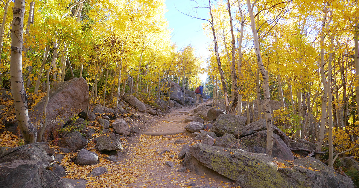 National parks to visit this fall – Rocky Mountain National Park golden aspen forest