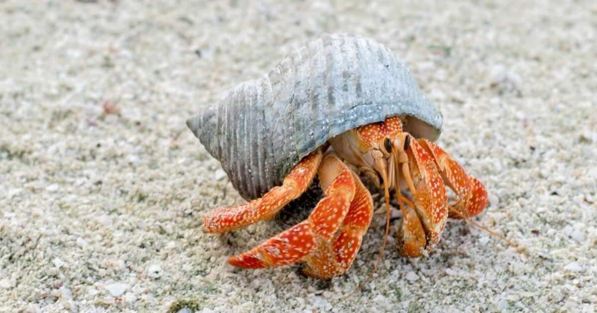 Flip Flops in Church and Crabby McCrab Face Island Life in Aitutaki