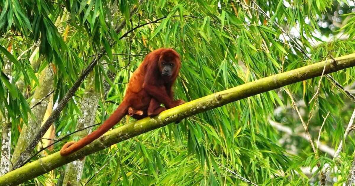 FTA-MEDIA-From Pink Dolphins to Piranhas 7 Unforgettable Amazon Wildlife Moments