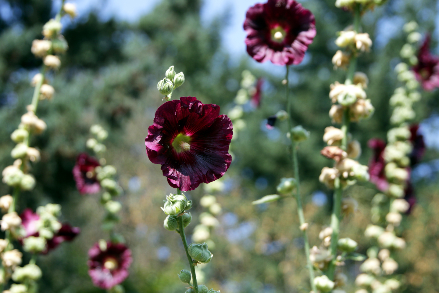 Hollyhocks_Nadaka Nature Park