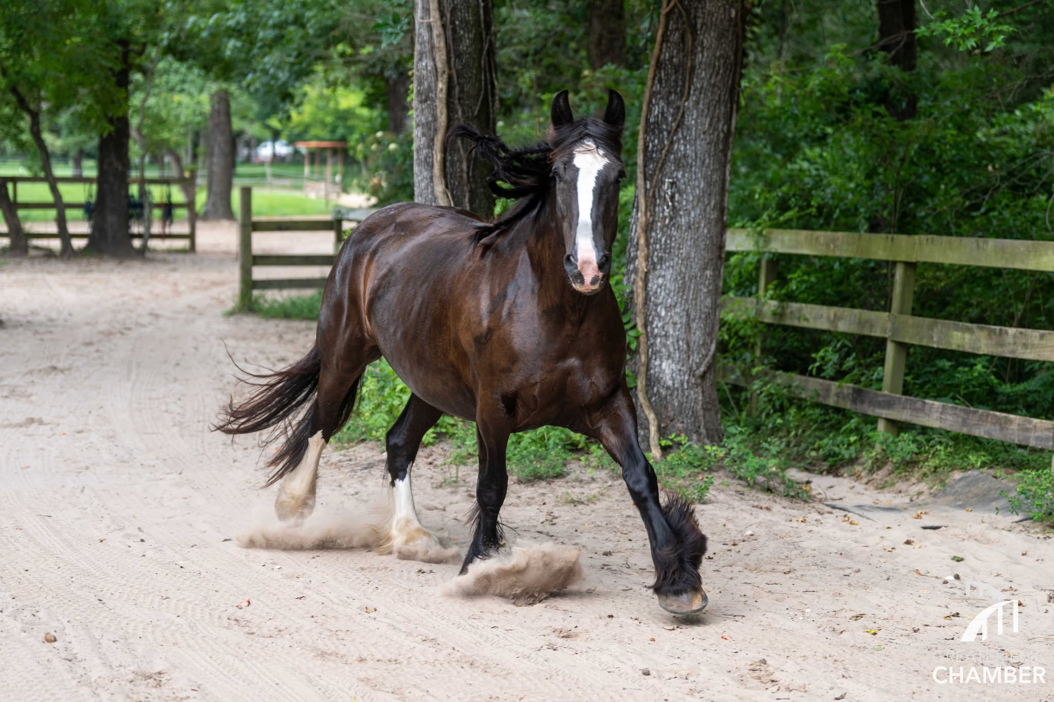 06_Trot Volunteers learned how horses help veterans and first responders process trauma through trust, presence, and connection.