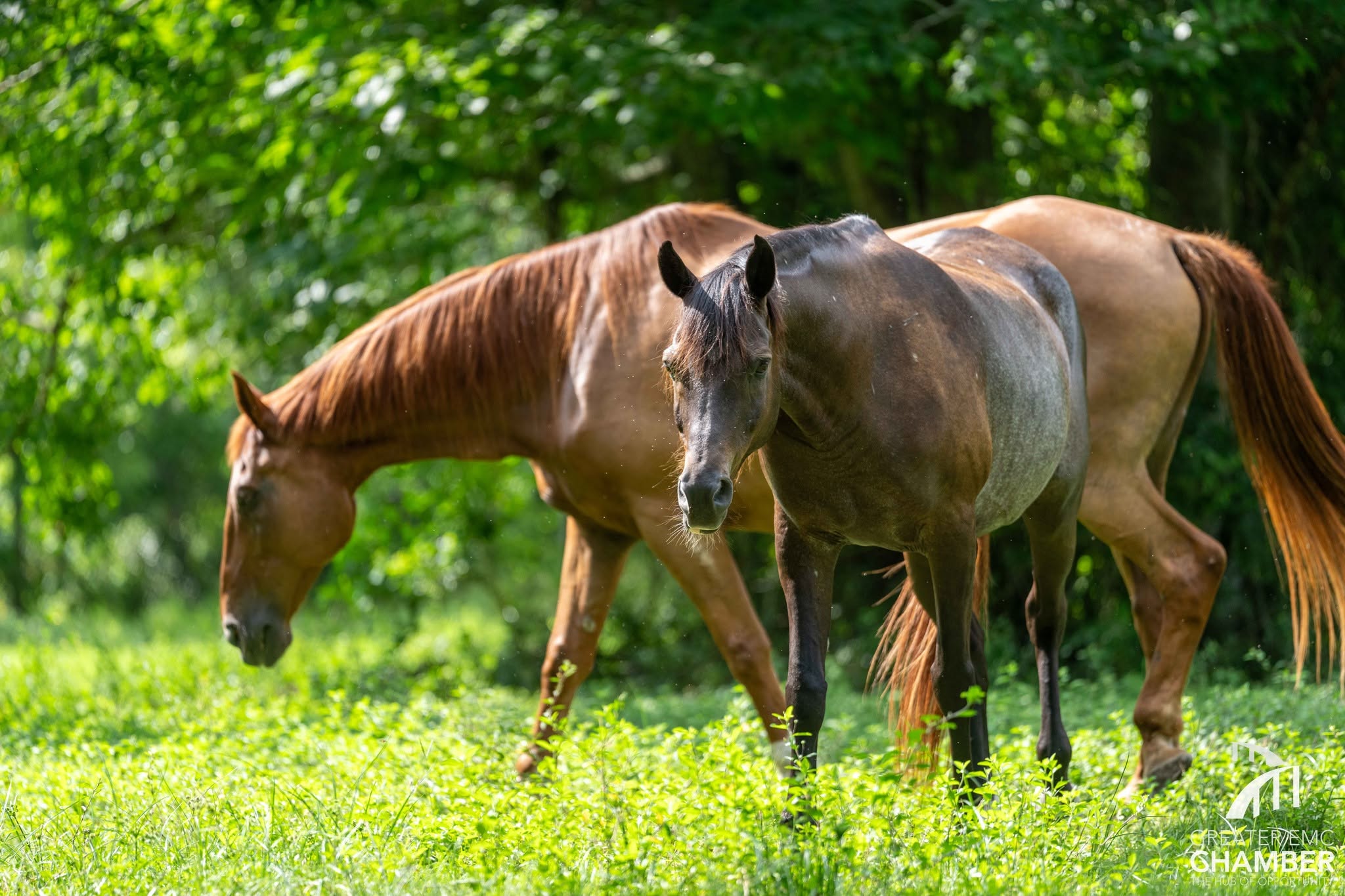 08_Friends Every horse at Henry's Home is retired from riding and cared for with its long-term health and well-being as the highest priority.