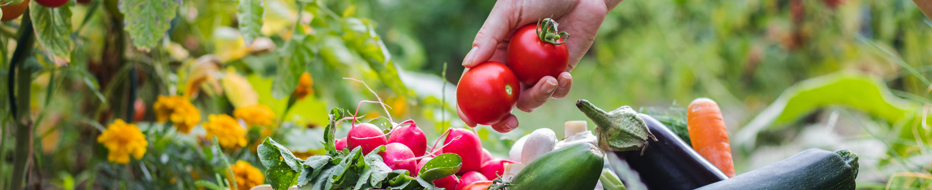 Sprouting Success Celebrate Farm to CACFP Week Event Calendar - National CACFP Sponsors Association (2)