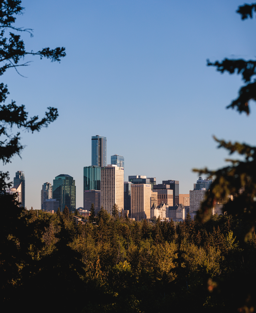 skyline-through-trees