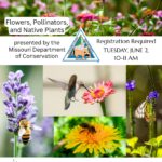 Flowers, pollinators, and native plants 6