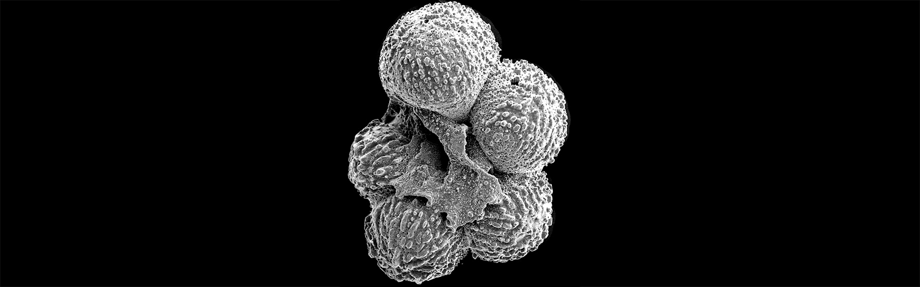 Foraminifera