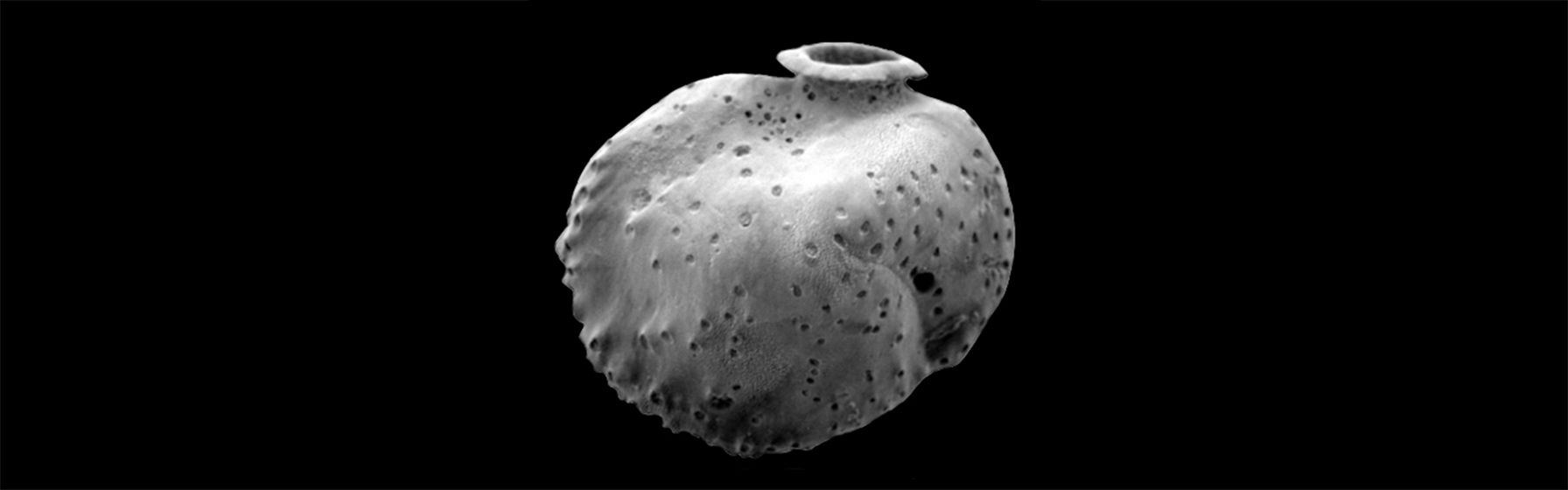 Foraminifera