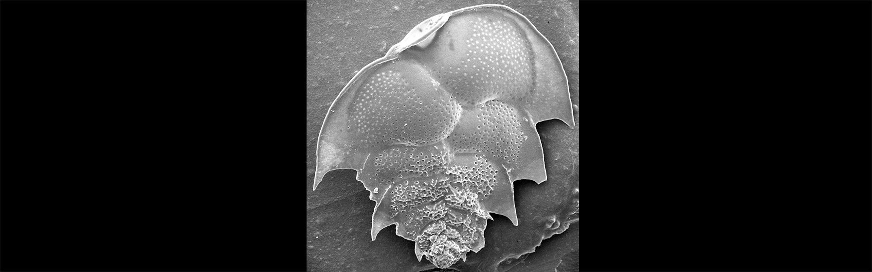 Foraminifera