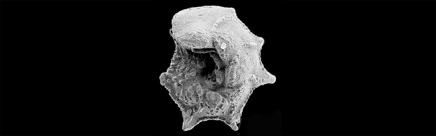 Foraminifera