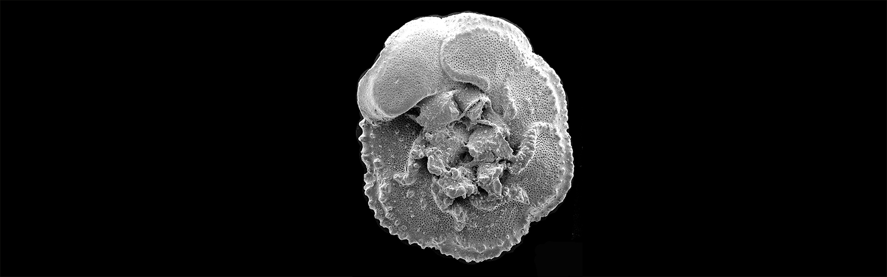 Foraminifera