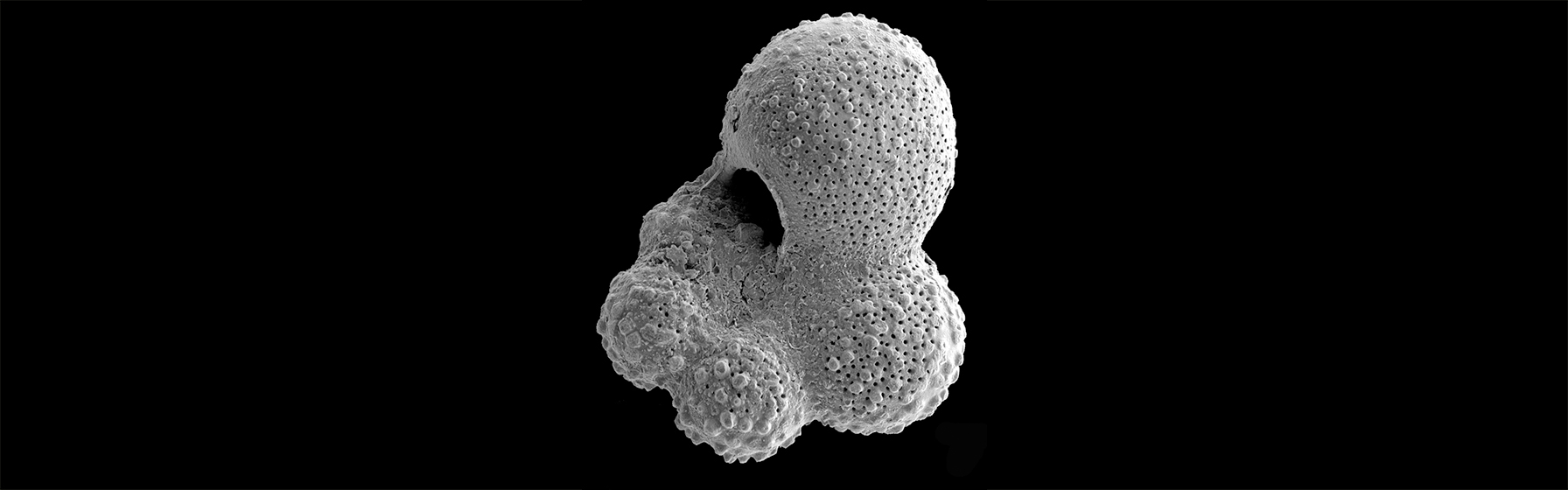 Foraminifera