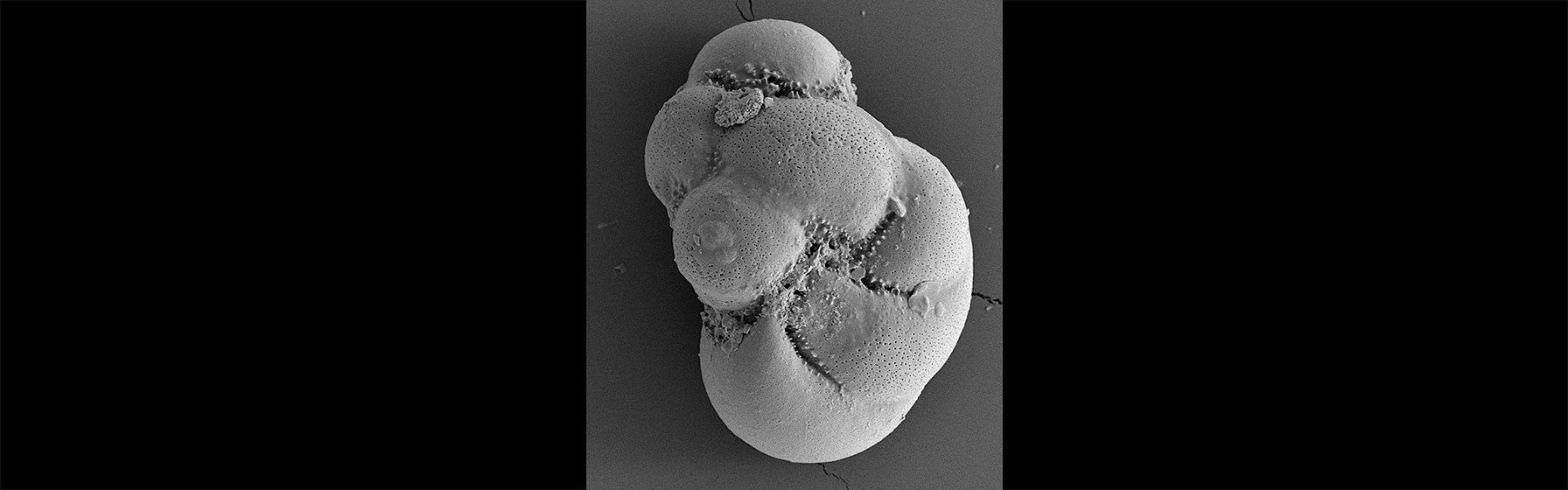 Foraminifera