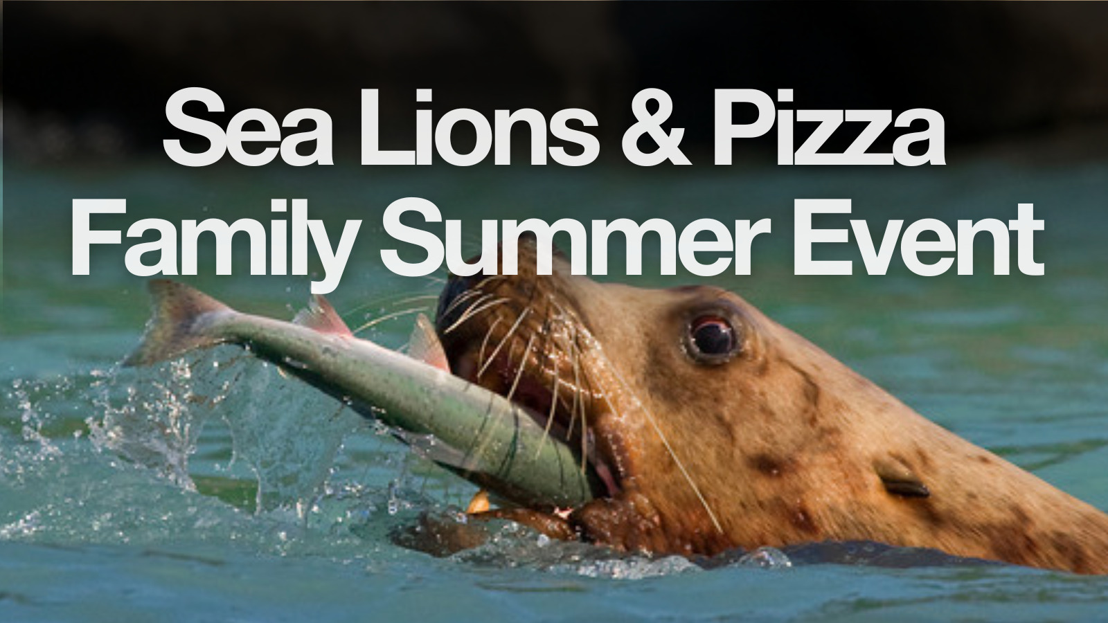 Sea Lions &amp; Pizza - Family Summer Event