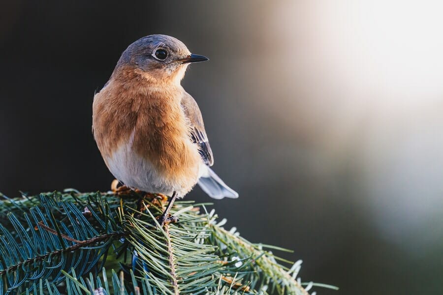 bird on branch