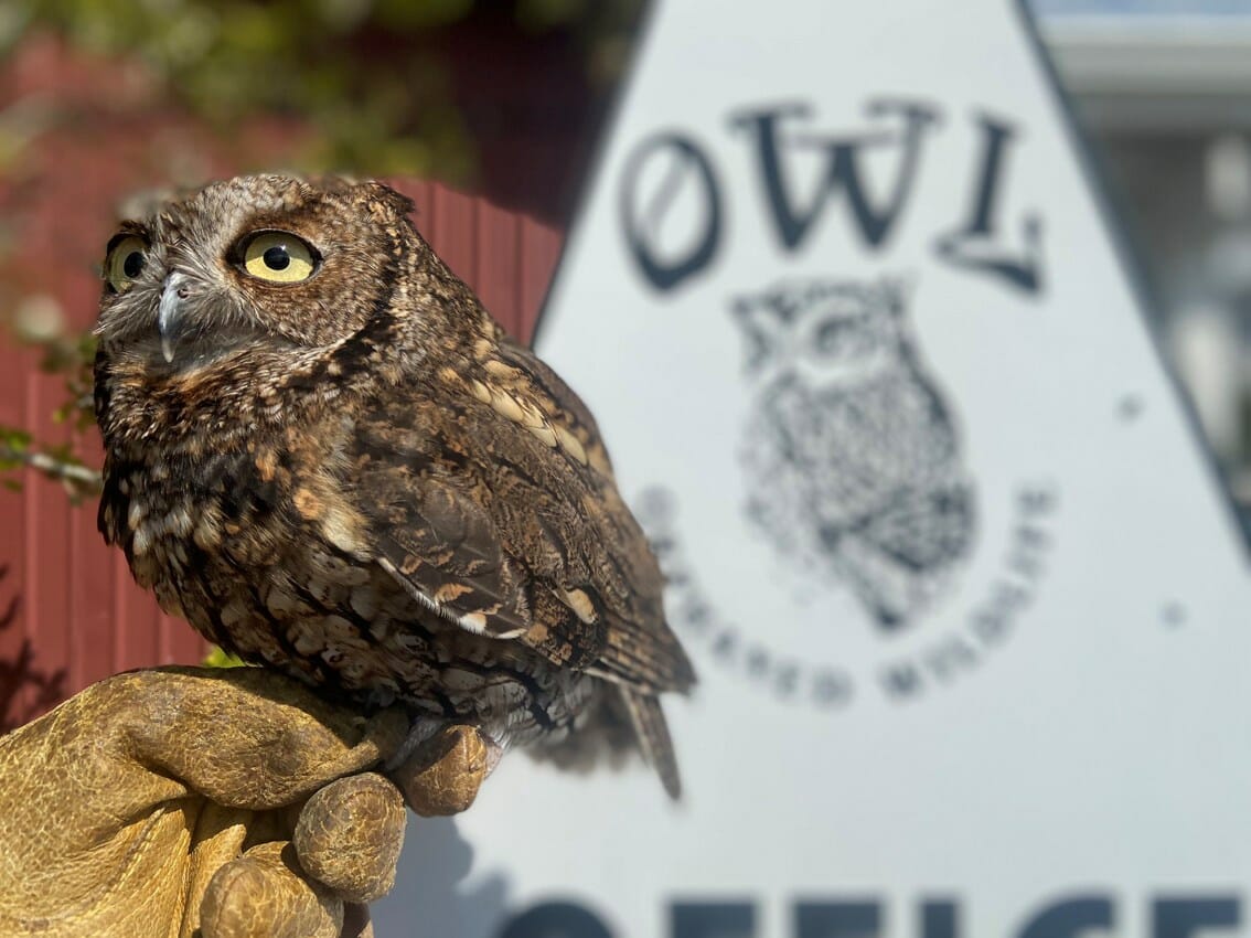 1599240-owl-reopens