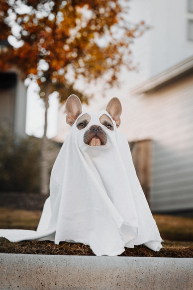 Halloween Pet for Website