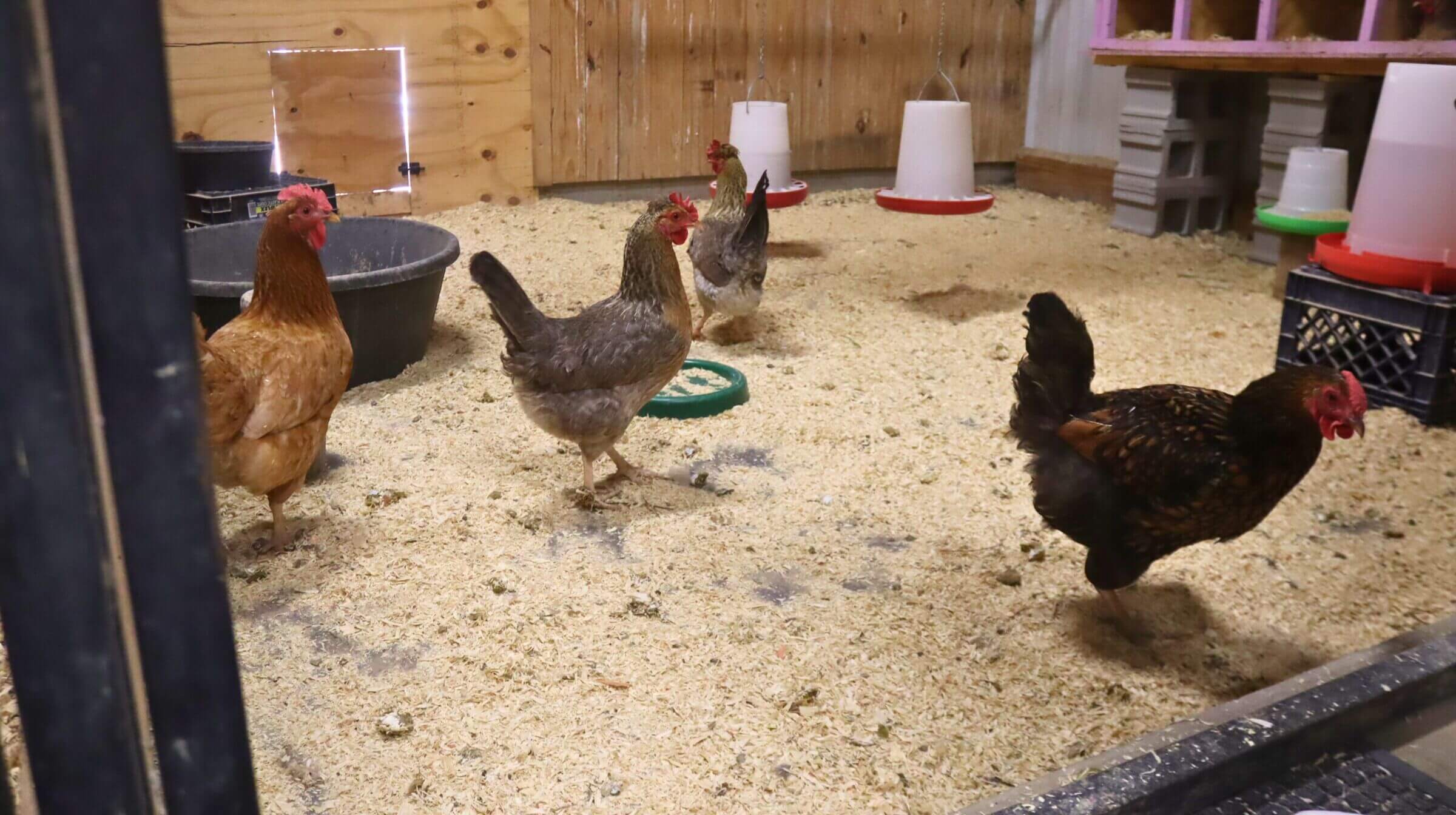 Summit Ranch Chickens