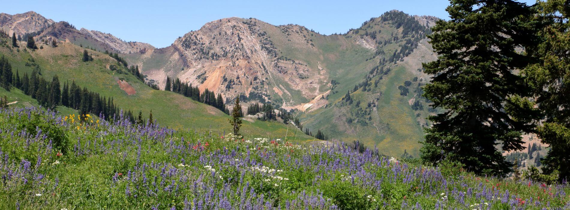 Wasatch Mountains with Wildflowers