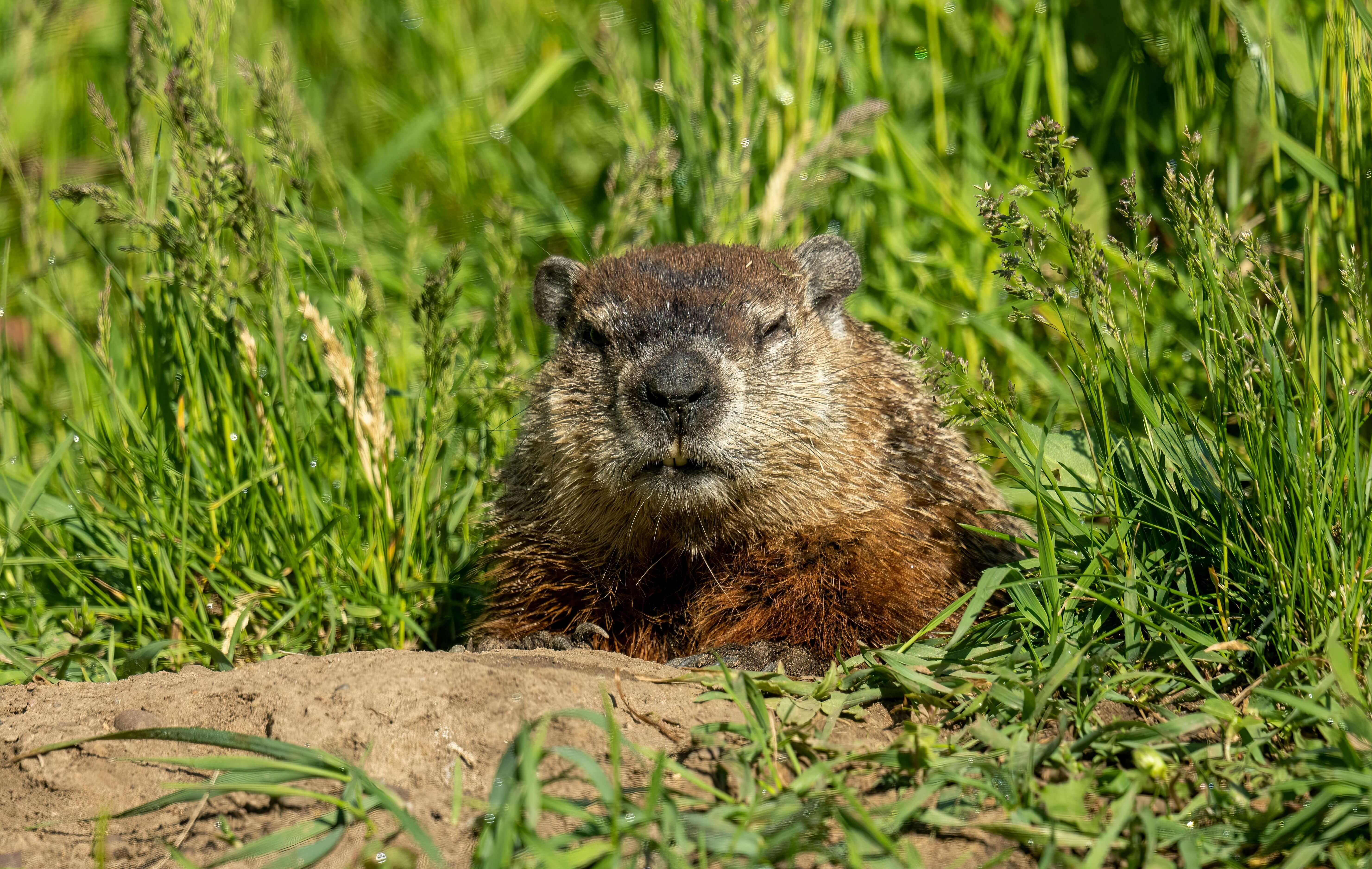 pexels-tomfisk-32602675