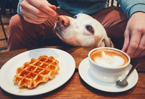 Yellow Lab sitting between man's knees and table with waffle and coffee