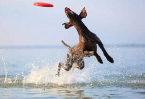 Dog catching a frisbee running in water