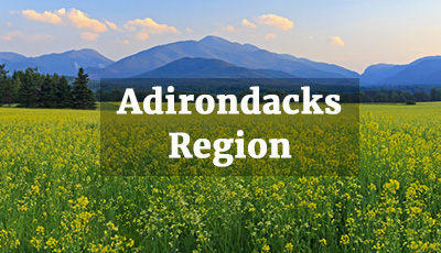 Canola Fields Adirondacks 