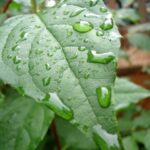 Leaf with Dew