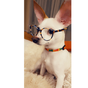 Pup with glasses