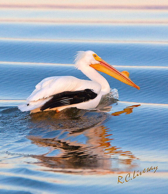 pelican