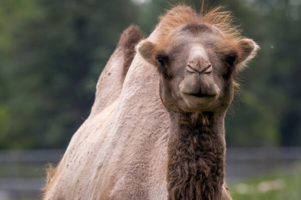 99er HUMP DAY for RPAC