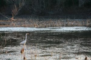 Buescher State Park