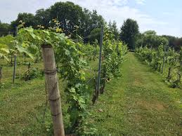 A row of grapes growing in a vineyard.