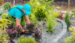 An older White man in blue baseball hat, blue t-shirt, and green coveralls plants a small purple bush in a landscape.