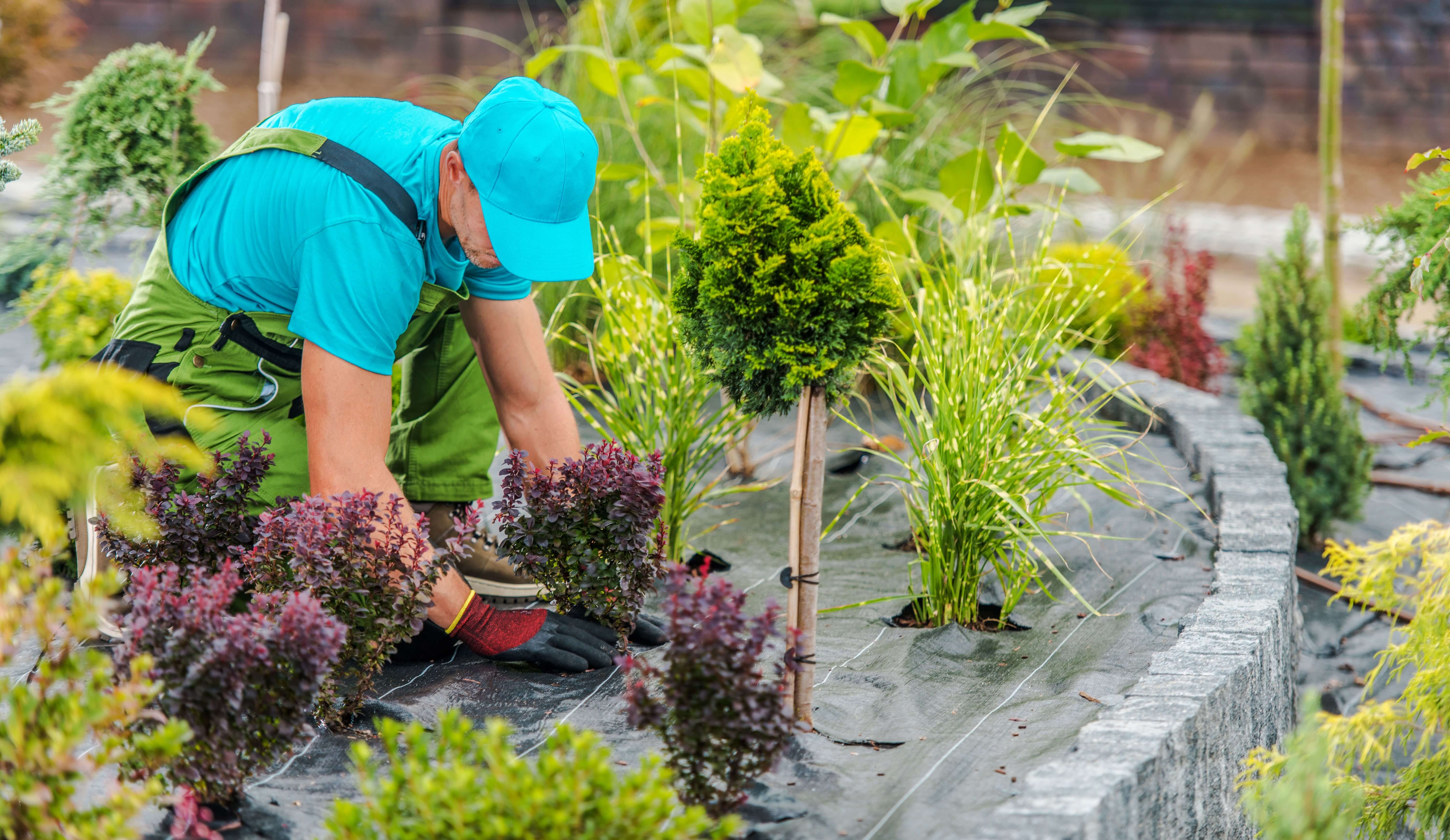 GettyImages-1485216776 An older White man in blue baseball hat, blue t-shirt, and green coveralls plants a small purple bush in a landscape.