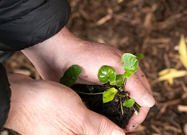 Planting