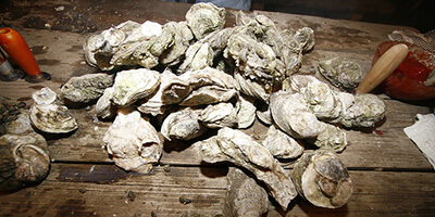 Oysters