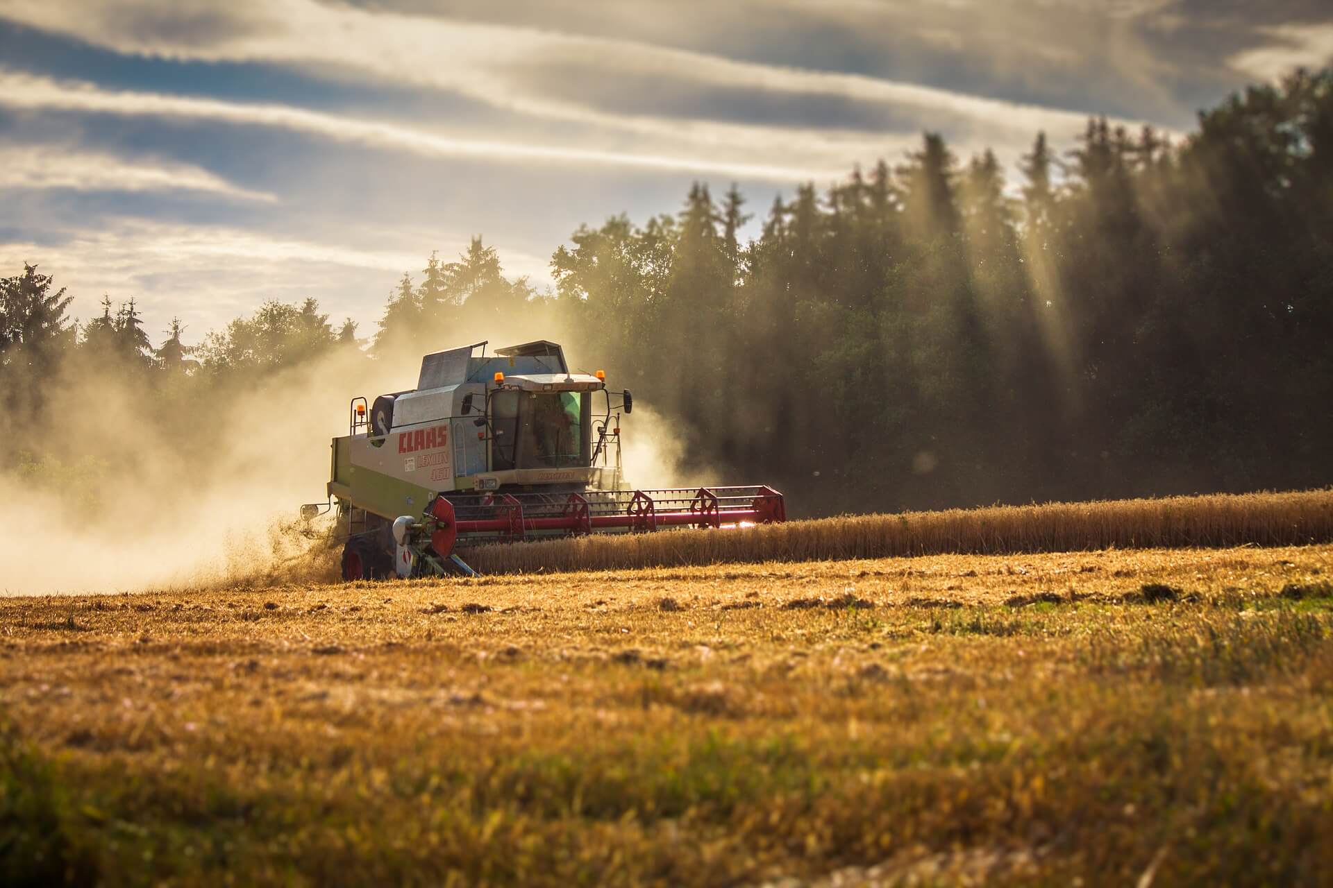 Tractor harvesting in a wheat field