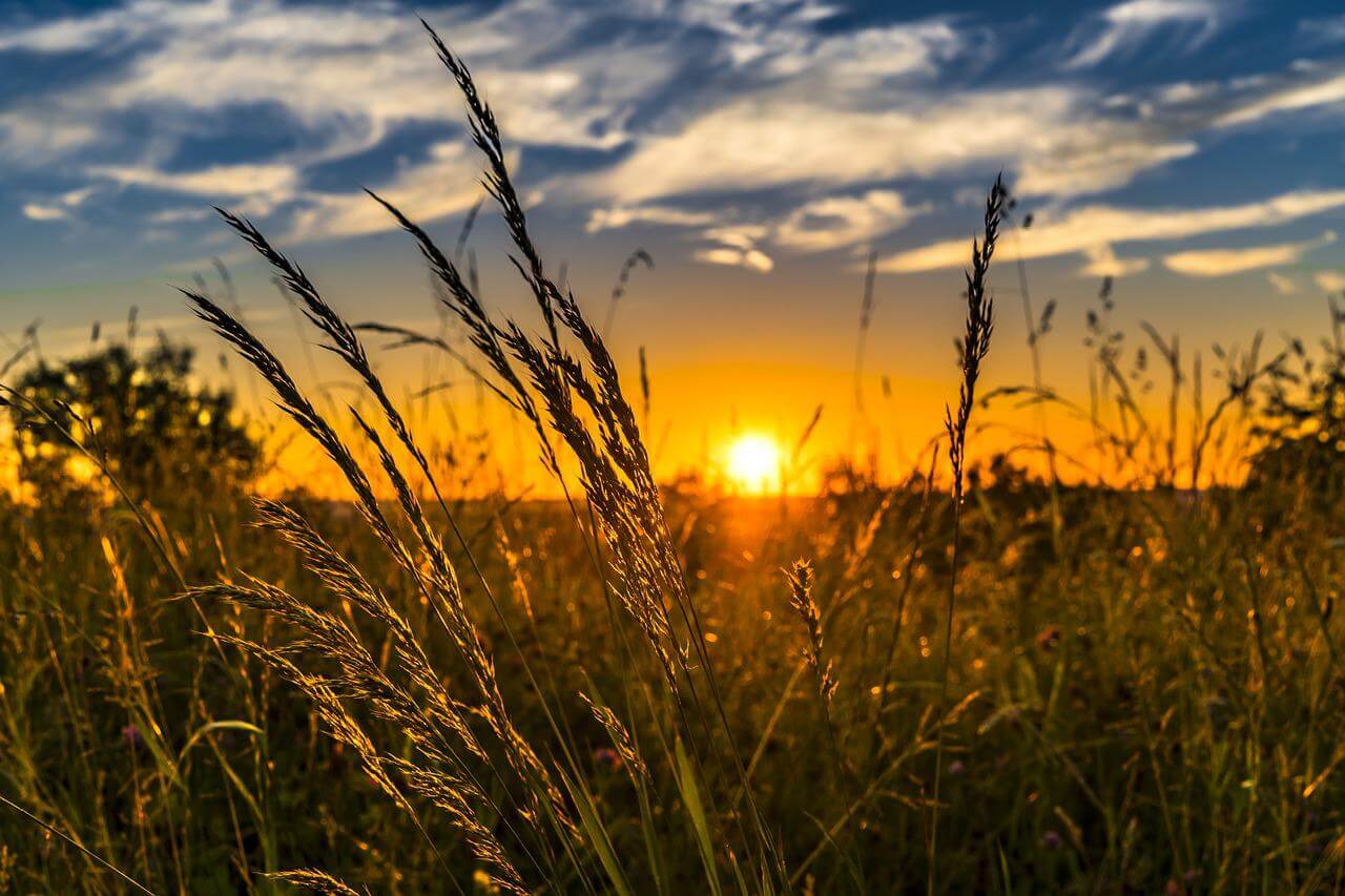 wheat-g2e03602f4_1280 Image by Felix-Mittermeier.de